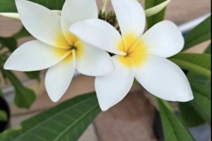 Plumeria – Care and Tips