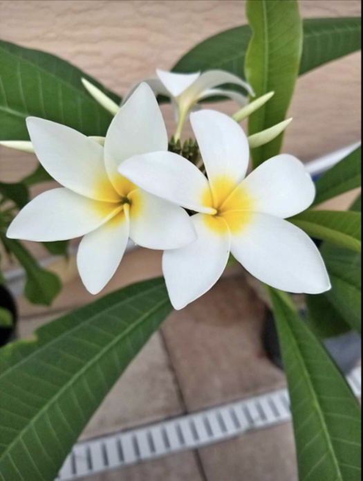 You are currently viewing Plumeria – Care and Tips