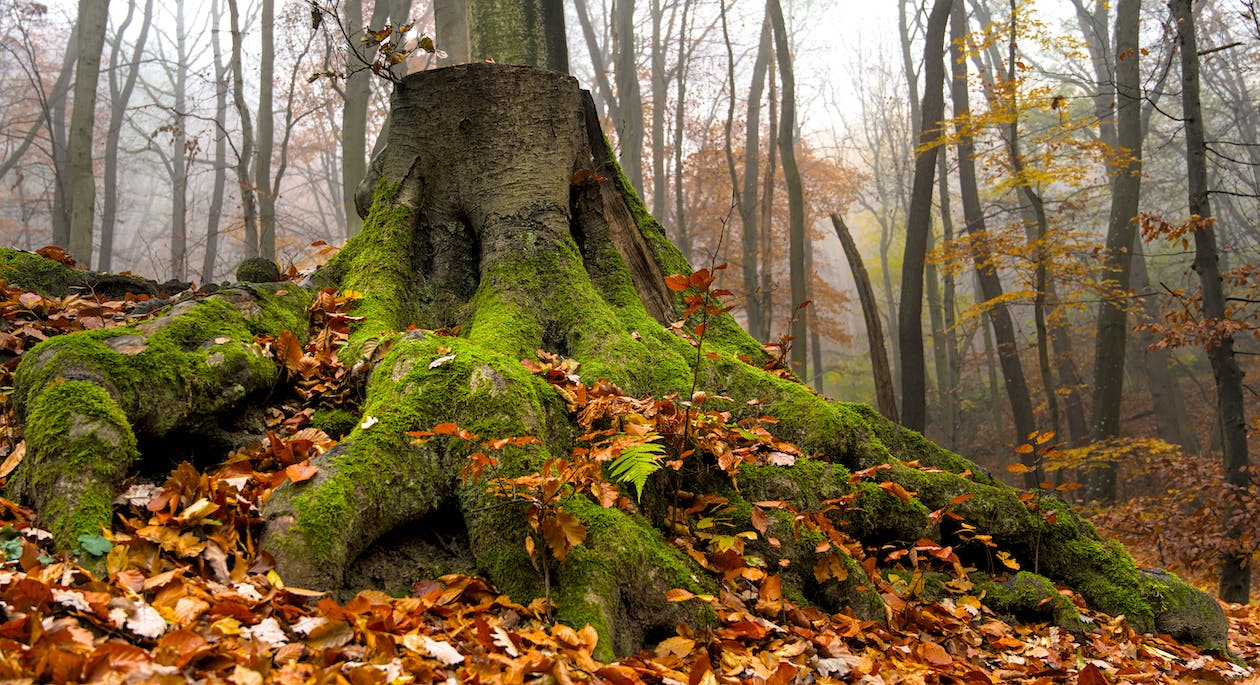 You are currently viewing Shel Silverstein – The Giving Tree, 1964.